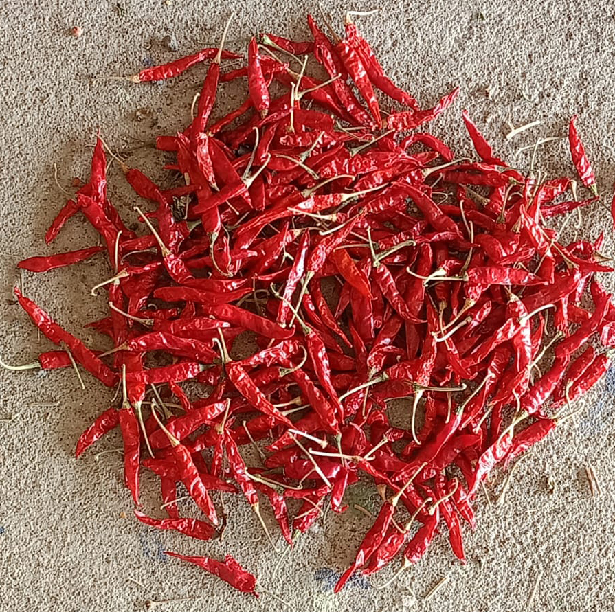 Teja S17 Red Chilli Export Grade